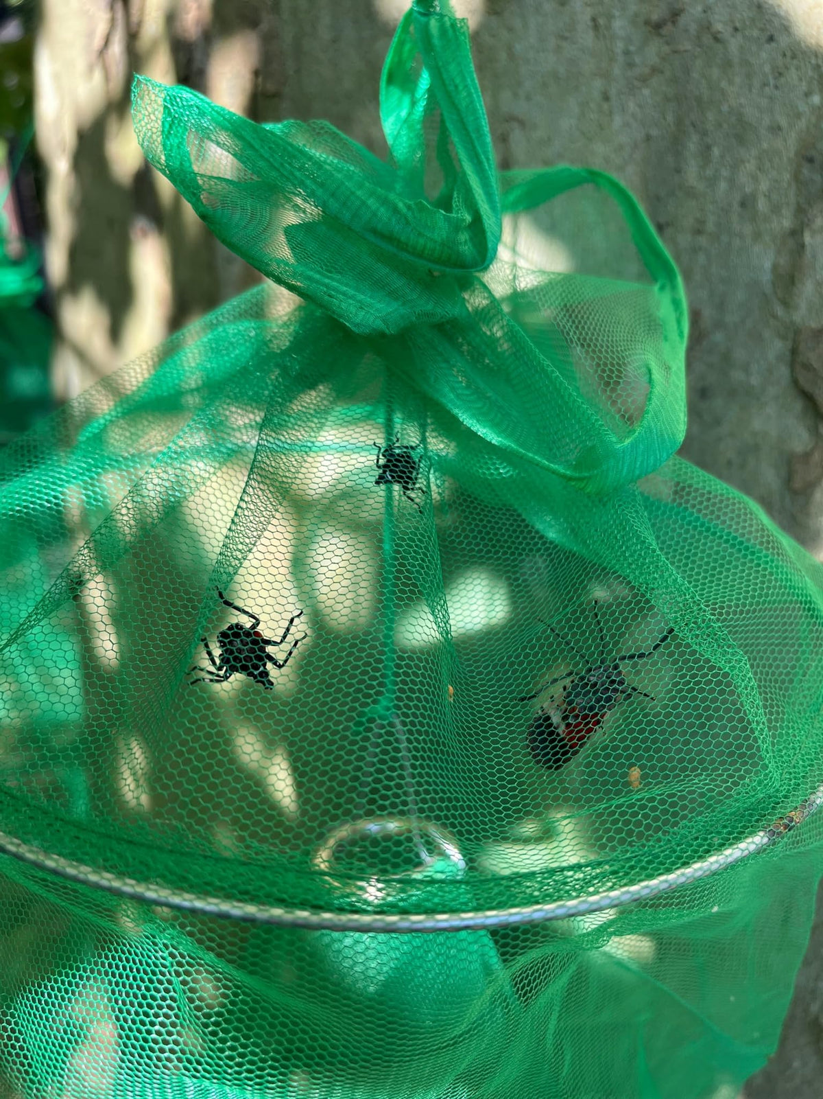 Lanternfly Motel in a garden setting illustrating discreet wildlife‑friendly trapping benefit