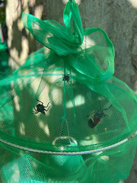 Lanternfly Motel in a garden setting illustrating discreet wildlife‑friendly trapping benefit