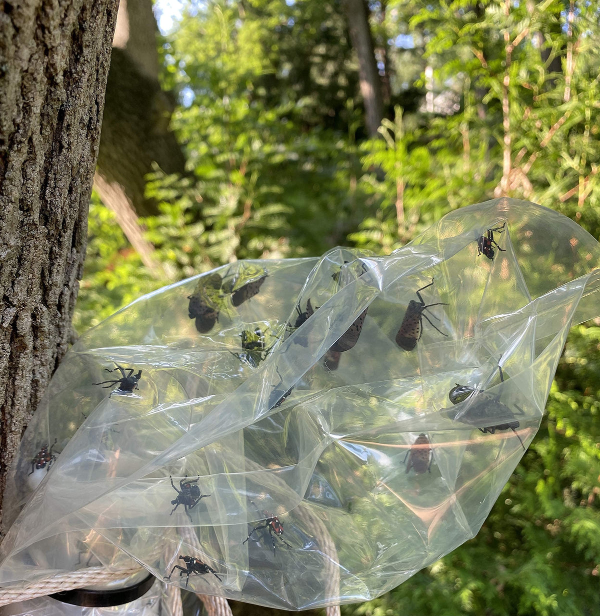 LanternFly Trap Co detachable bag filled illustrating easy maintenance and disposal