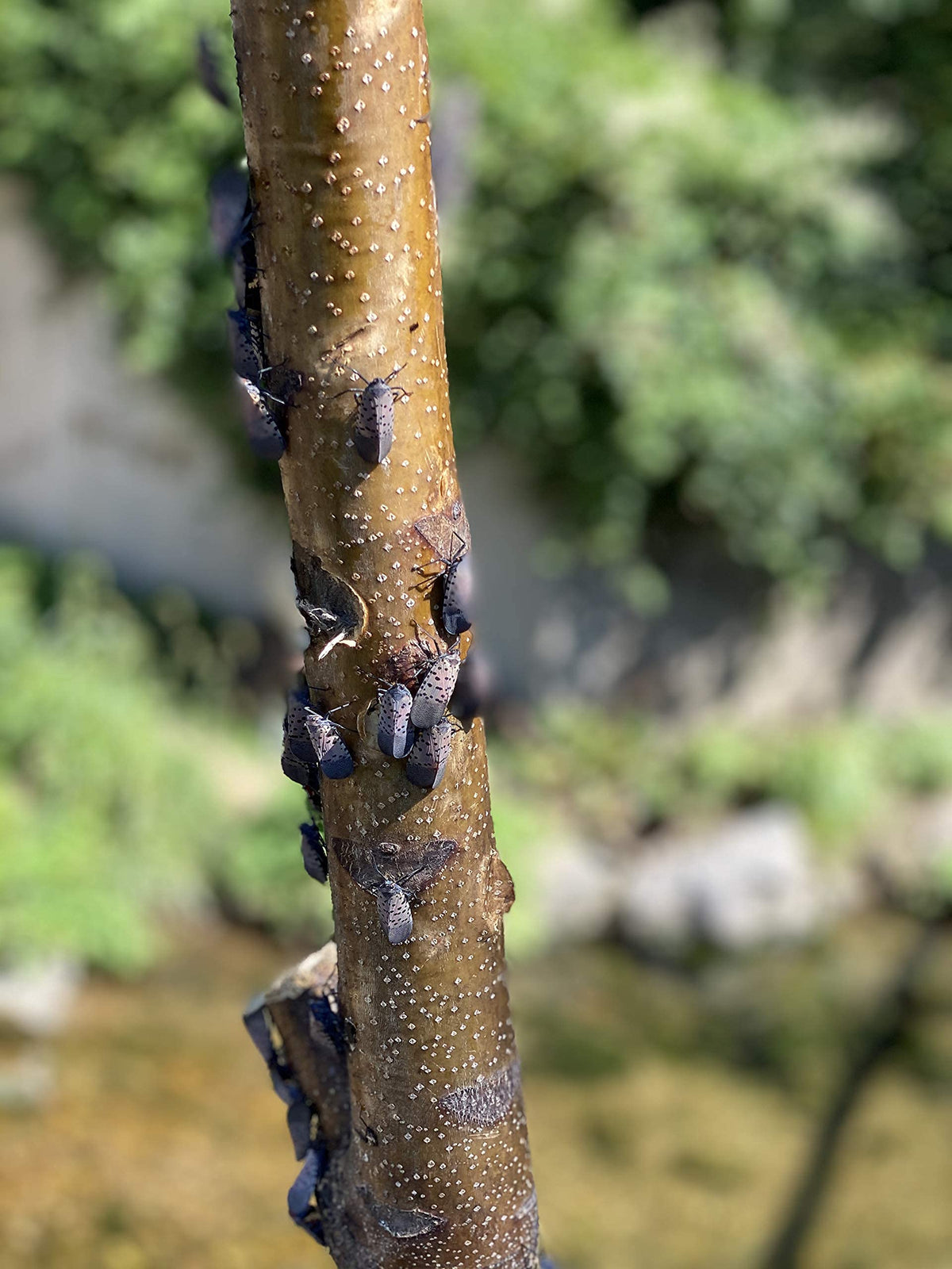 LanternFly Trap Co installed in garden protecting plants while sparing beneficial wildlife