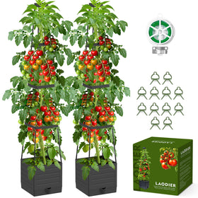 Laodier 2-pack raised garden bed with trellis supports vertical tomato growth outdoors