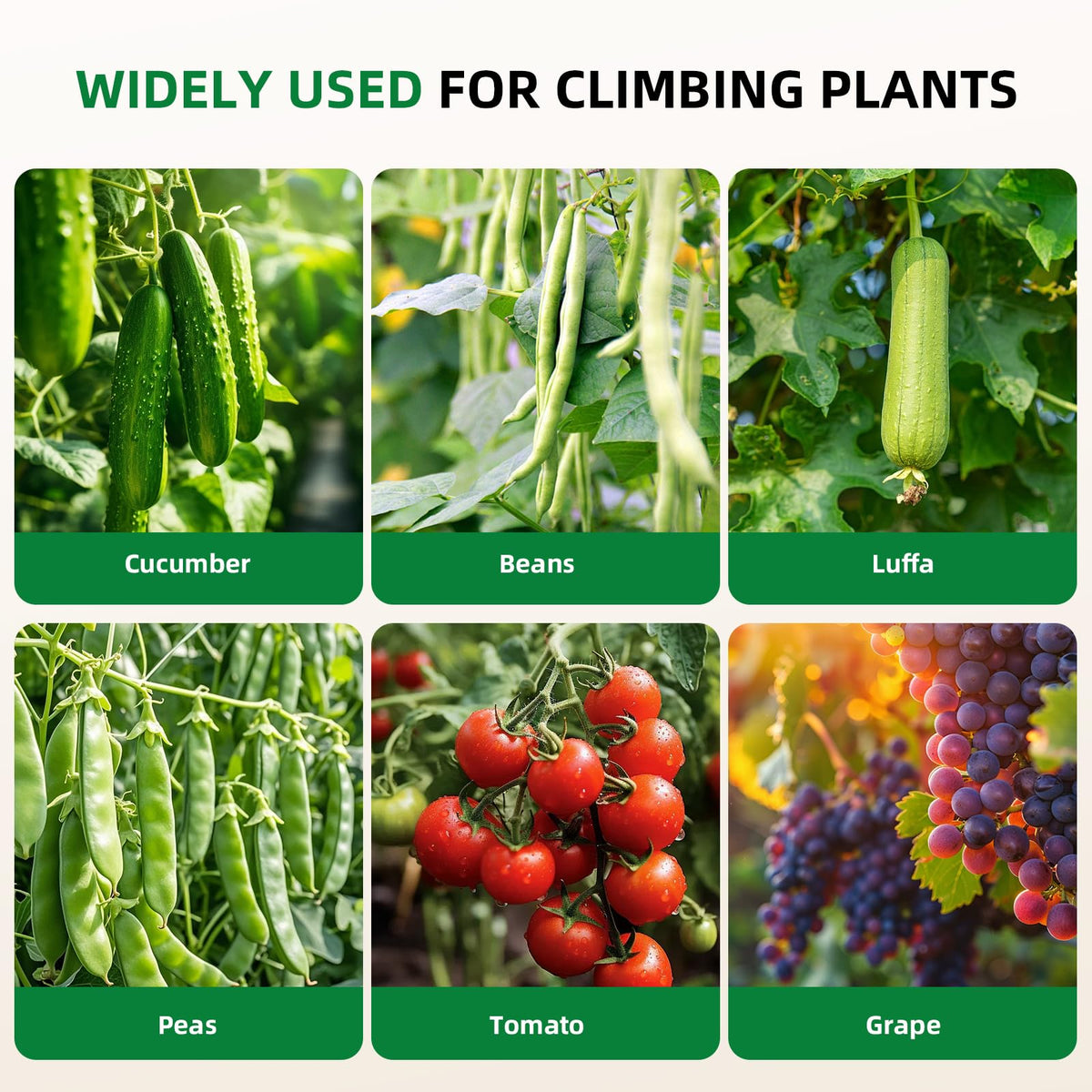 Laodier outdoor garden arch adds elevation and accessibility to trellised crops.