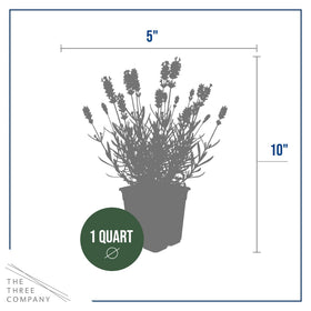 Lavender 10-inch tall plants ideal for borders or containers.