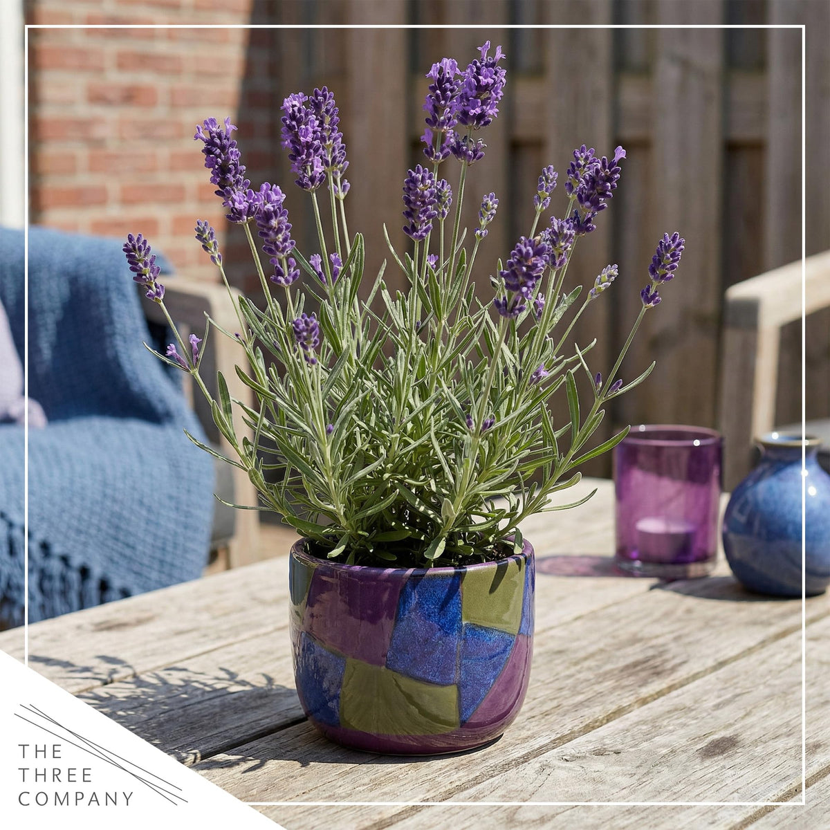 Lavender border idea from The Three Company for sunny gardens.