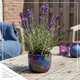 Lavender border idea from The Three Company for sunny gardens.
