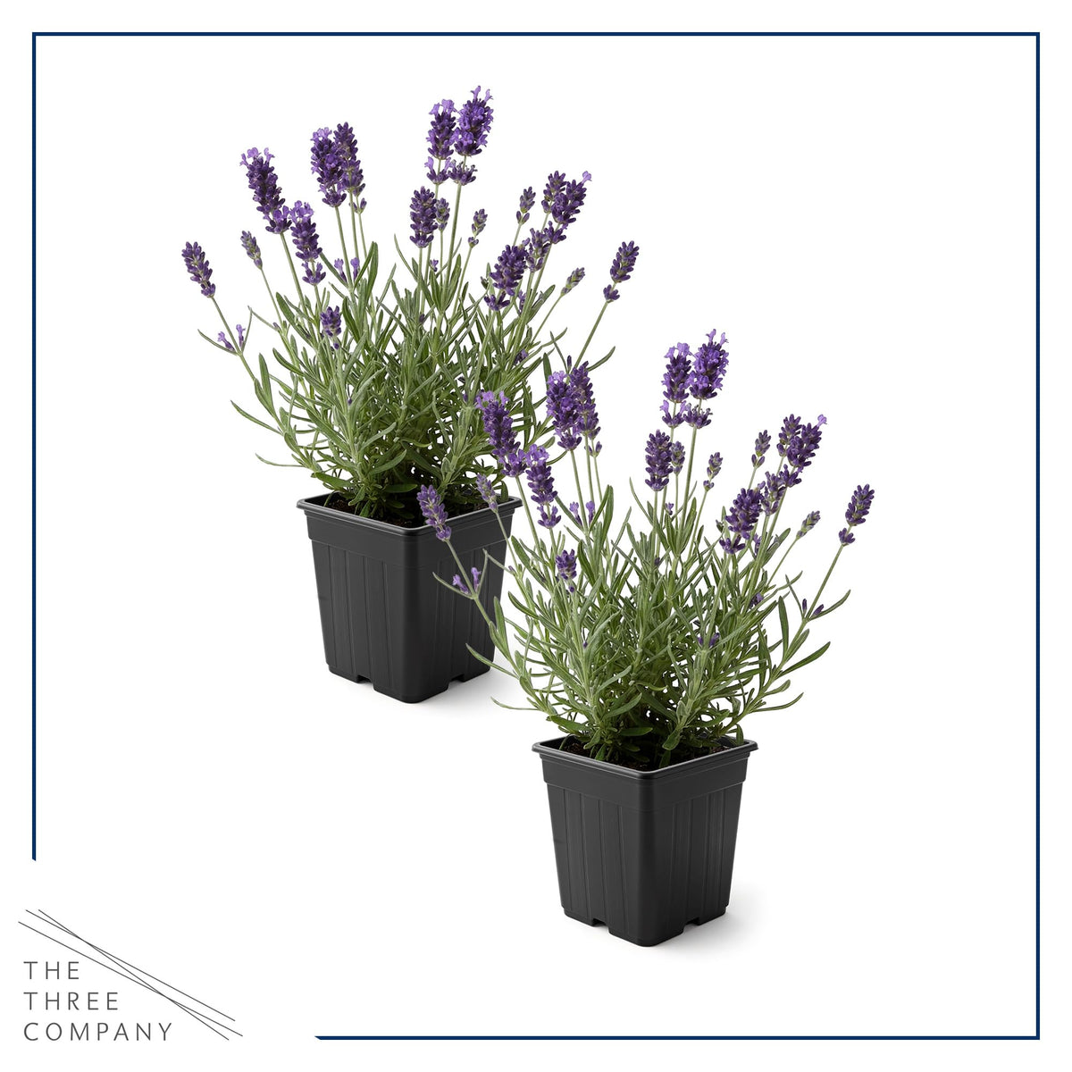 Purple lavender bloom closeup by The Three Company showing fragrance.