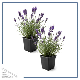 Purple lavender bloom closeup by The Three Company showing fragrance.