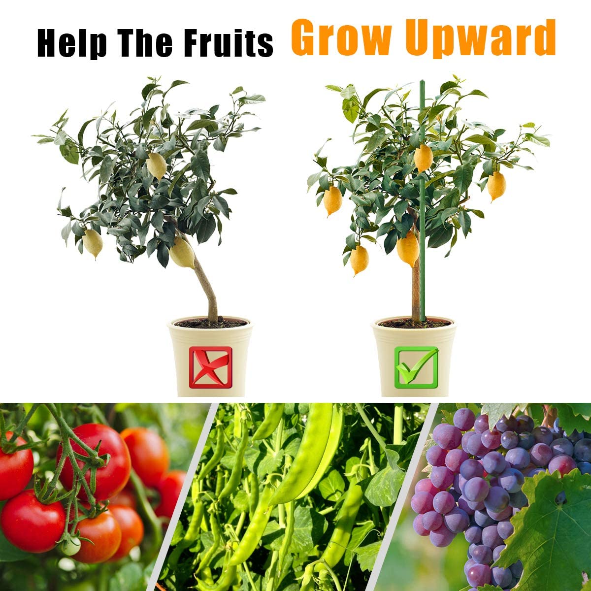 LAVEVE bean stake helps keep vines aligned and wind-resistant during growth.