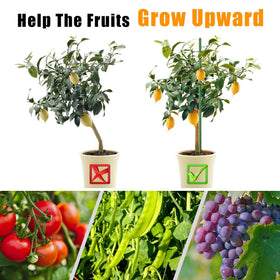 LAVEVE bean stake helps keep vines aligned and wind-resistant during growth.