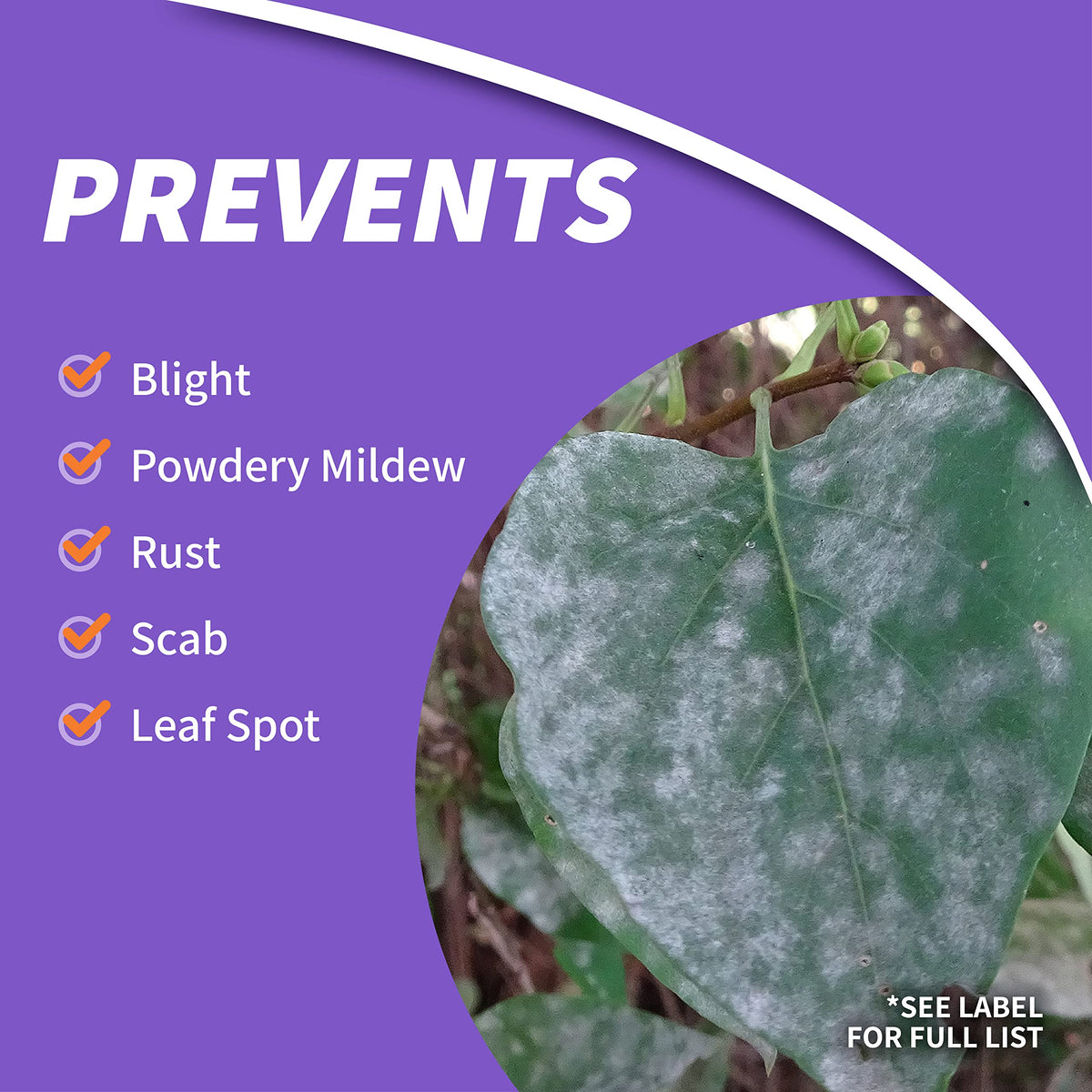 Lawn and ornamental plants treated with Infuse showing healthier leaves and growth potential.