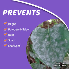 Lawn and ornamental plants treated with Infuse showing healthier leaves and growth potential.
