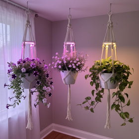 Lazukes ambient glow illuminating a cozy living room setup