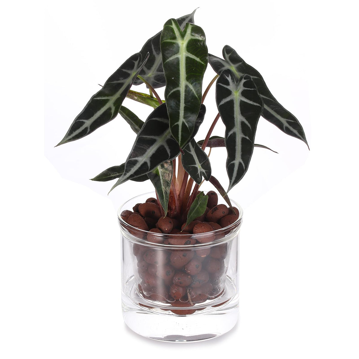 LAZUSAM borosilicate glass reservoir pot allows clear water level monitoring
