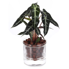 LAZUSAM borosilicate glass reservoir pot allows clear water level monitoring