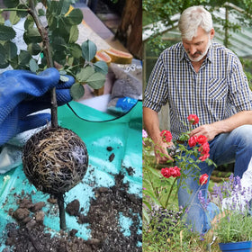 Lazzineer propagation kit secured on a branch using ties for stable, damage-free cloning.
