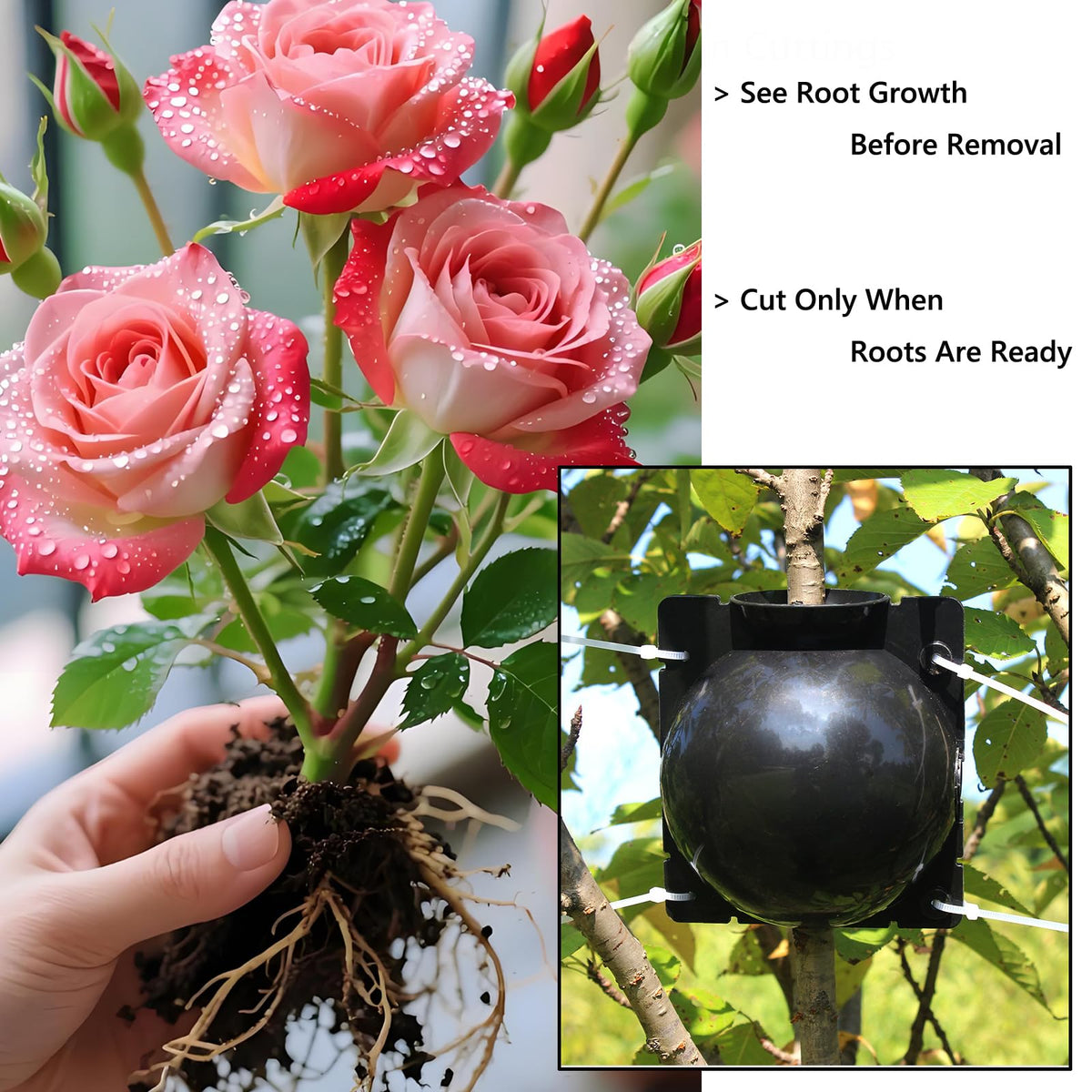 Lazzineer propagation pod on mature rose reduces plant stress during rooting.