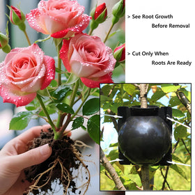 Lazzineer propagation pod on mature rose reduces plant stress during rooting.