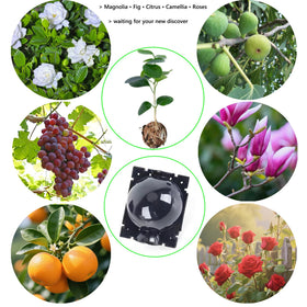 Lazzineer reusable propagation system supports eco-friendly gardening.