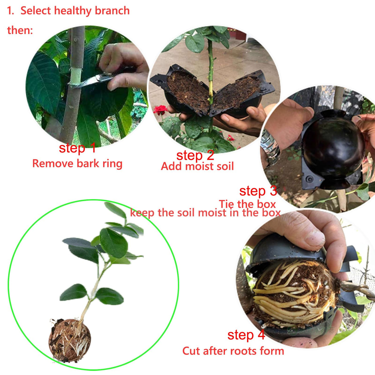 Lazzineer transparent root box with auto-lock buckle securely holds the branch.