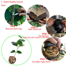 Lazzineer transparent root box with auto-lock buckle securely holds the branch.