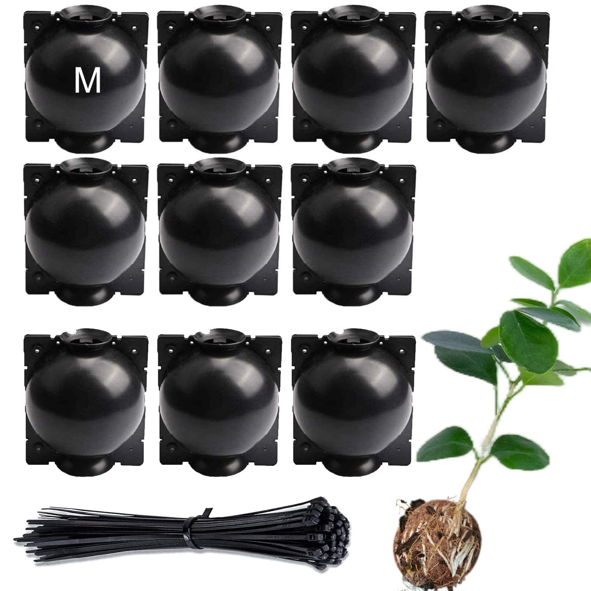 Lazzineer Tree Root Growing Box with cutting globe design promotes stronger initial roots for faster propagation.