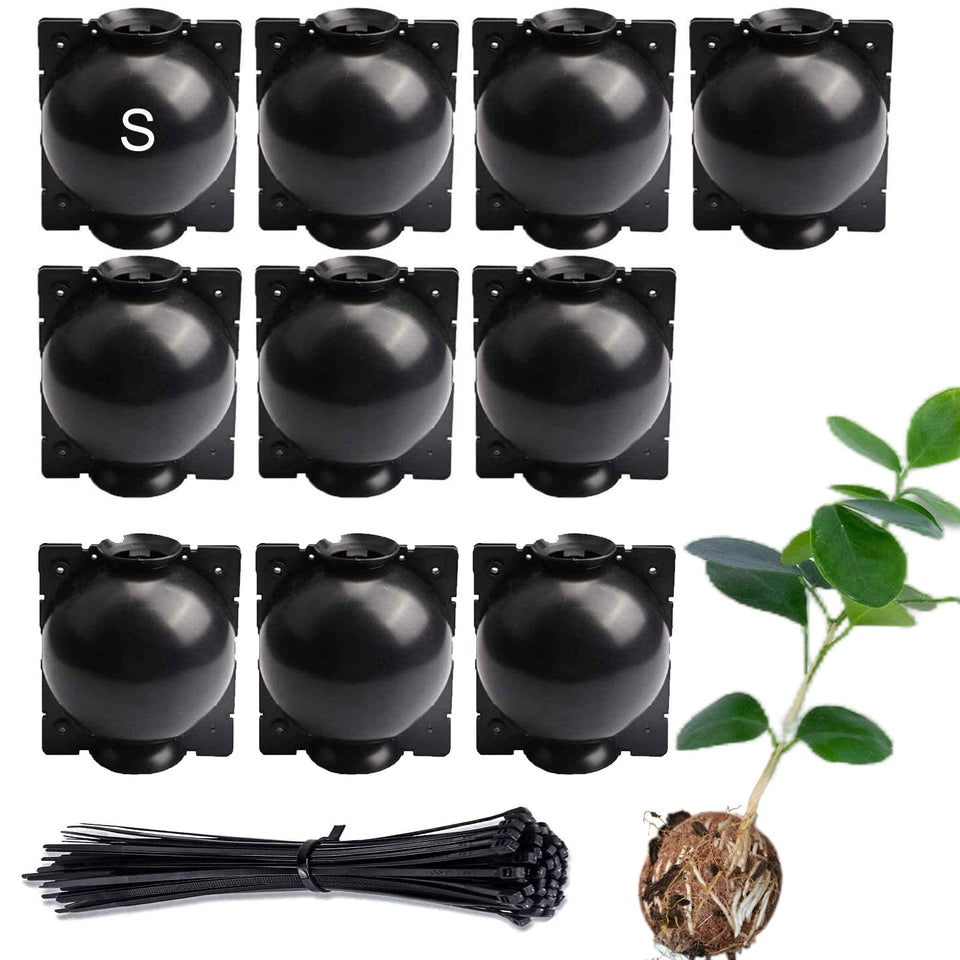 Lazzineer tree root growing box around magnolia branch enables air layering success.