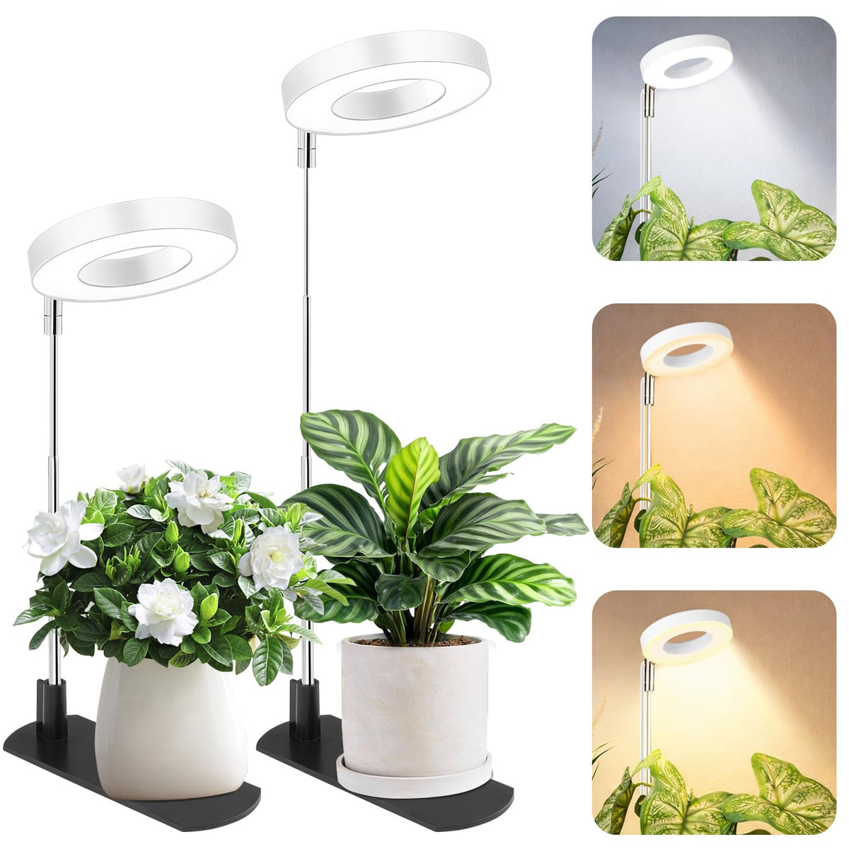 LBW Grow Light for Indoor Plants promotes steady growth for small indoor specimens.