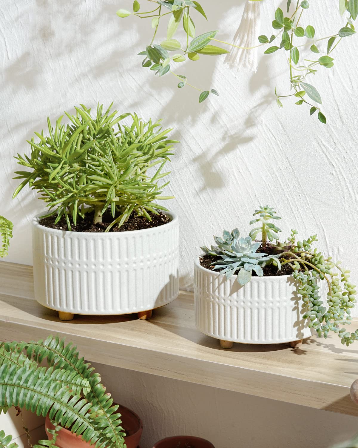 LE TAUCI 6.5-inch succulent pot for compact displays on shelves and desks.