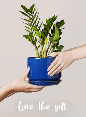 LE TAUCI modern ceramic planters complement contemporary décor