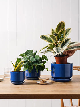 LE TAUCI sapphire blue glaze plant pot with variegated color detail