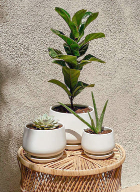 LE TAUCI 4in ceramic pot suited to succulents and herbs with efficient water management