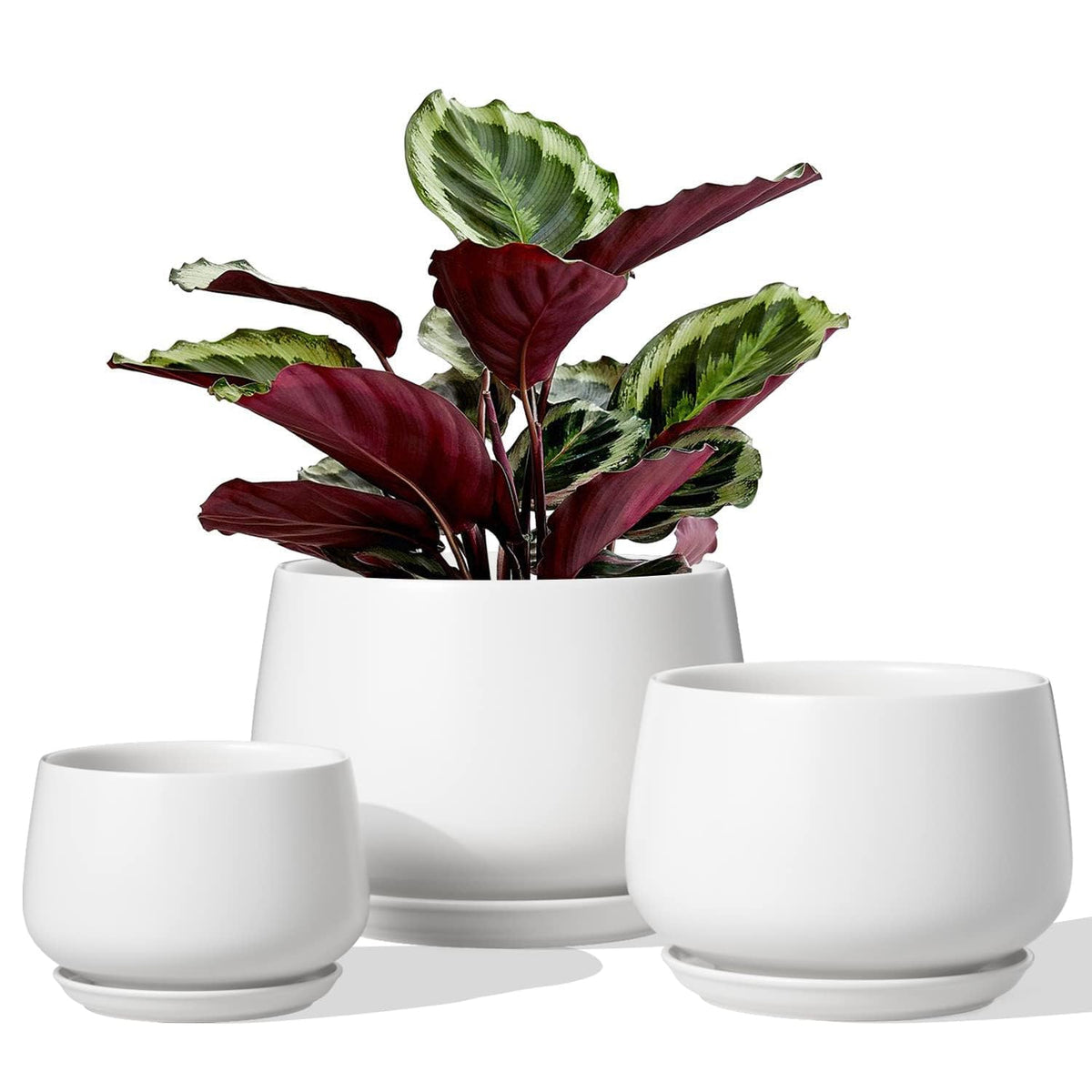 LE TAUCI ceramic pot with 6.5in diameter ideal for medium houseplants and healthy growth