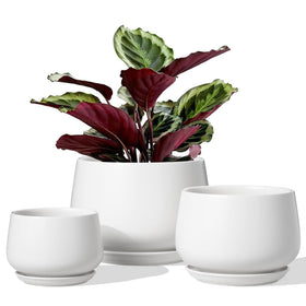LE TAUCI ceramic pot with 6.5in diameter ideal for medium houseplants and healthy growth