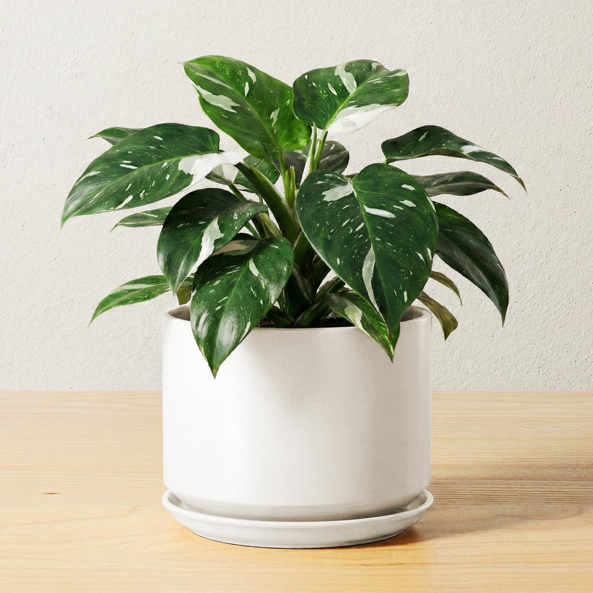 LE TAUCI ceramic pot with drainage hole promotes healthy roots on a desk
