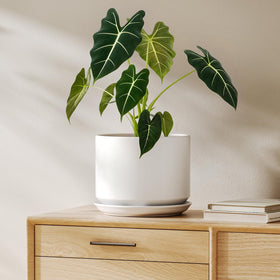 LE TAUCI 8-inch ceramic pot with drainage hole for healthy indoor roots.