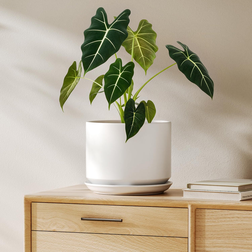 LE TAUCI 8-inch ceramic pot with drainage hole for healthy indoor roots.