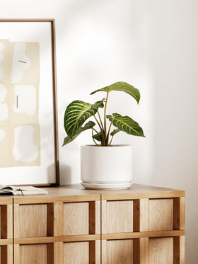 LE TAUCI indoor plant pot ideal for bright windowsills.