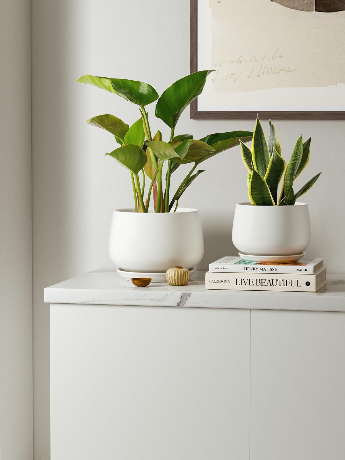 LE TAUCI packaging signals gift-ready option for plant lovers