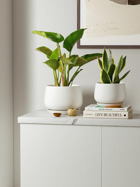 LE TAUCI packaging signals gift-ready option for plant lovers