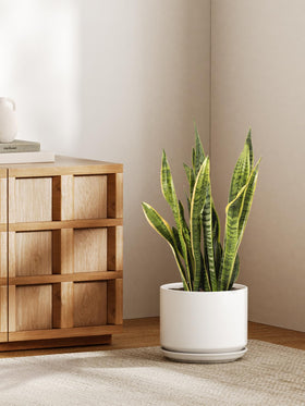 LE TAUCI pot with sturdy weighted base enhances stability of top-heavy plants