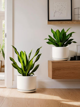 LE TAUCI pot in matte white glaze complements any decor style