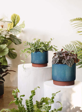 LE TAUCI ceramic pot mesh pad keeps soil in place during watering.