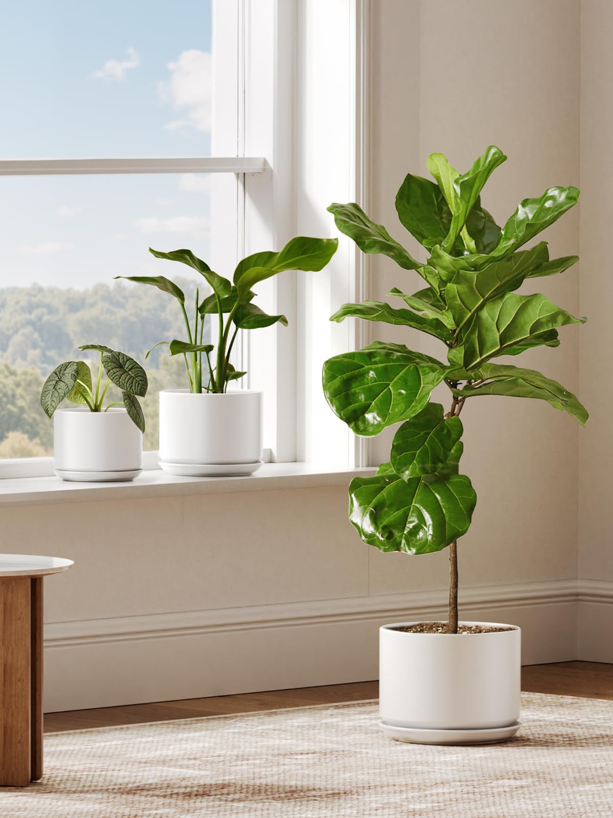 LE TAUCI pot sized for Monstera to thrive in indoor spaces