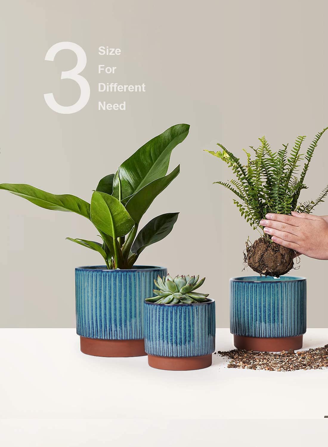 LE TAUCI packaging features drop-test safety for damage-free delivery.