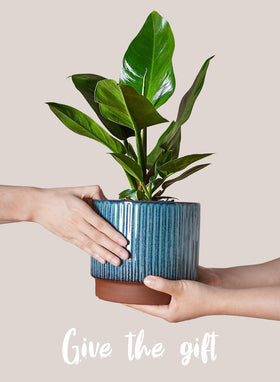 LE TAUCI ceramic pot reactive glaze stripes add modern style to any space.