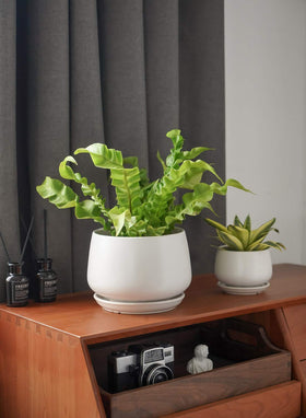 LE TAUCI pot features wax finish and curved silhouette to elevate decor