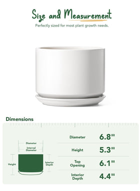 LE TAUCI desk-friendly 6.8 inch pot fits on desks and shelves