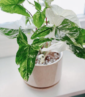 LE TAUCI gift packaging suitable for plant lovers.