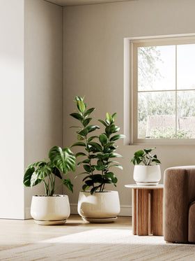 LE TAUCI gift-ready packaging ensures safe delivery for plant lovers.