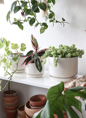 LE TAUCI indoor plant pot with drainage for office decor and homes